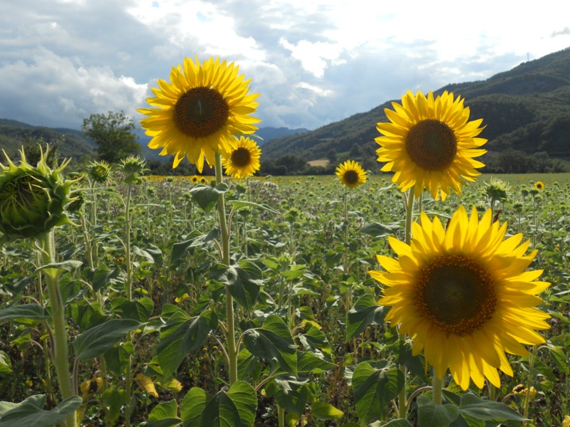 Girasoli - Sunflowers